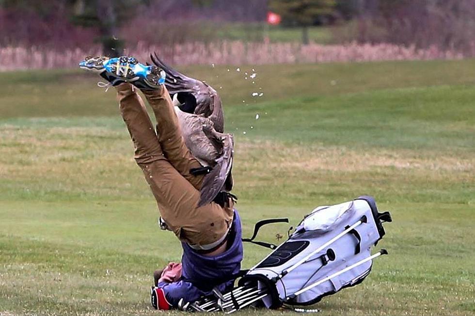 Michigan High School Golfer Gets Taken Out By Goose On Camera