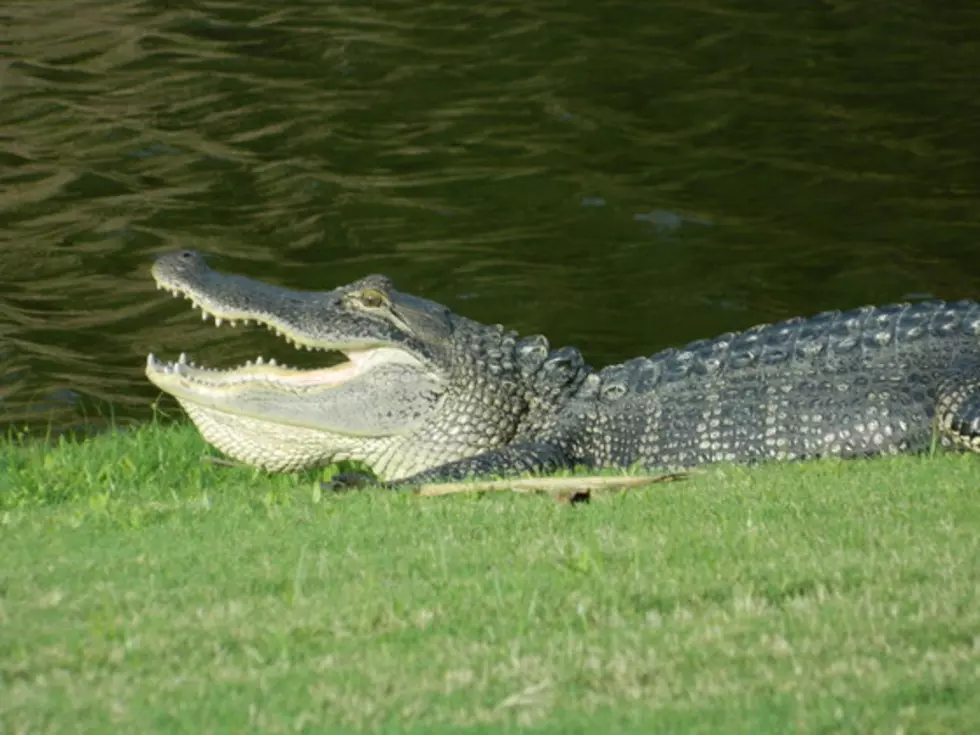 Watch This Enormous Alligator Stroll Across A Golf Course [VIDEO]