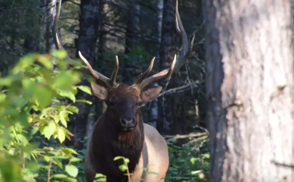Did You Know Their Is Now An Elk Season in Wisconsin?