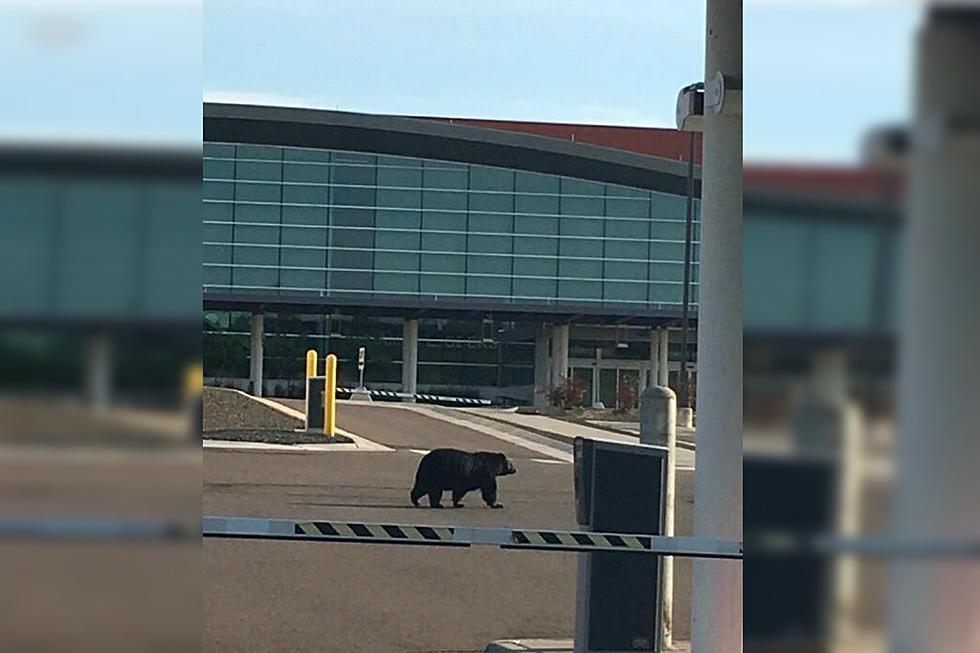 Bear Spotted Hanging Out At Duluth International Airport