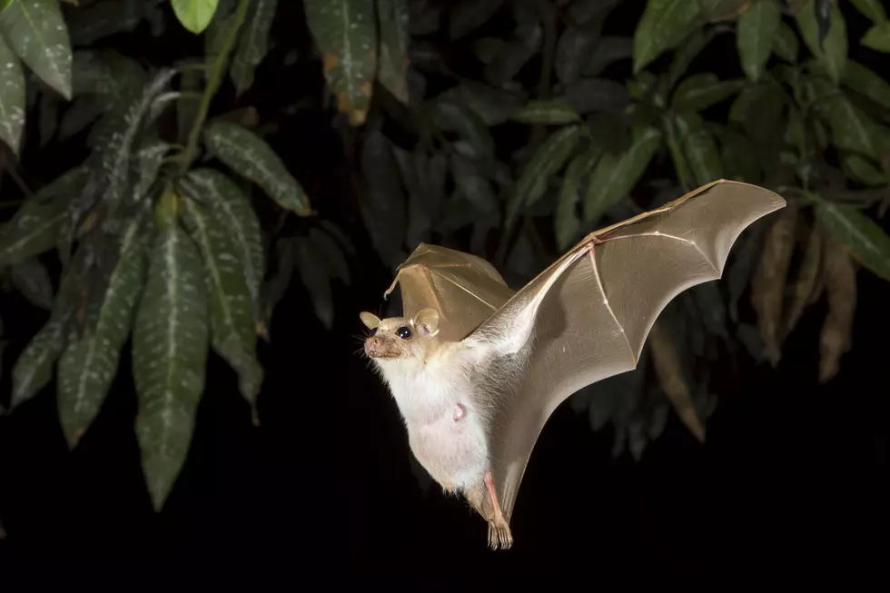 Bat Tests Positive For Rabies In Douglas County