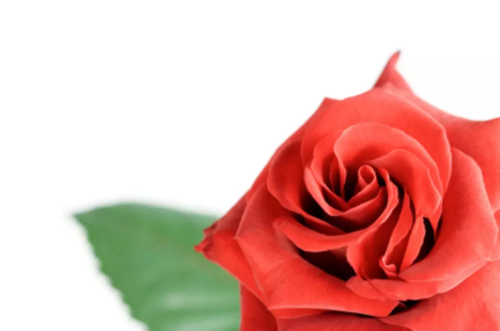 Rotary Club Fundraiser ‘Rotary Rose Sale’ Begins Thursday