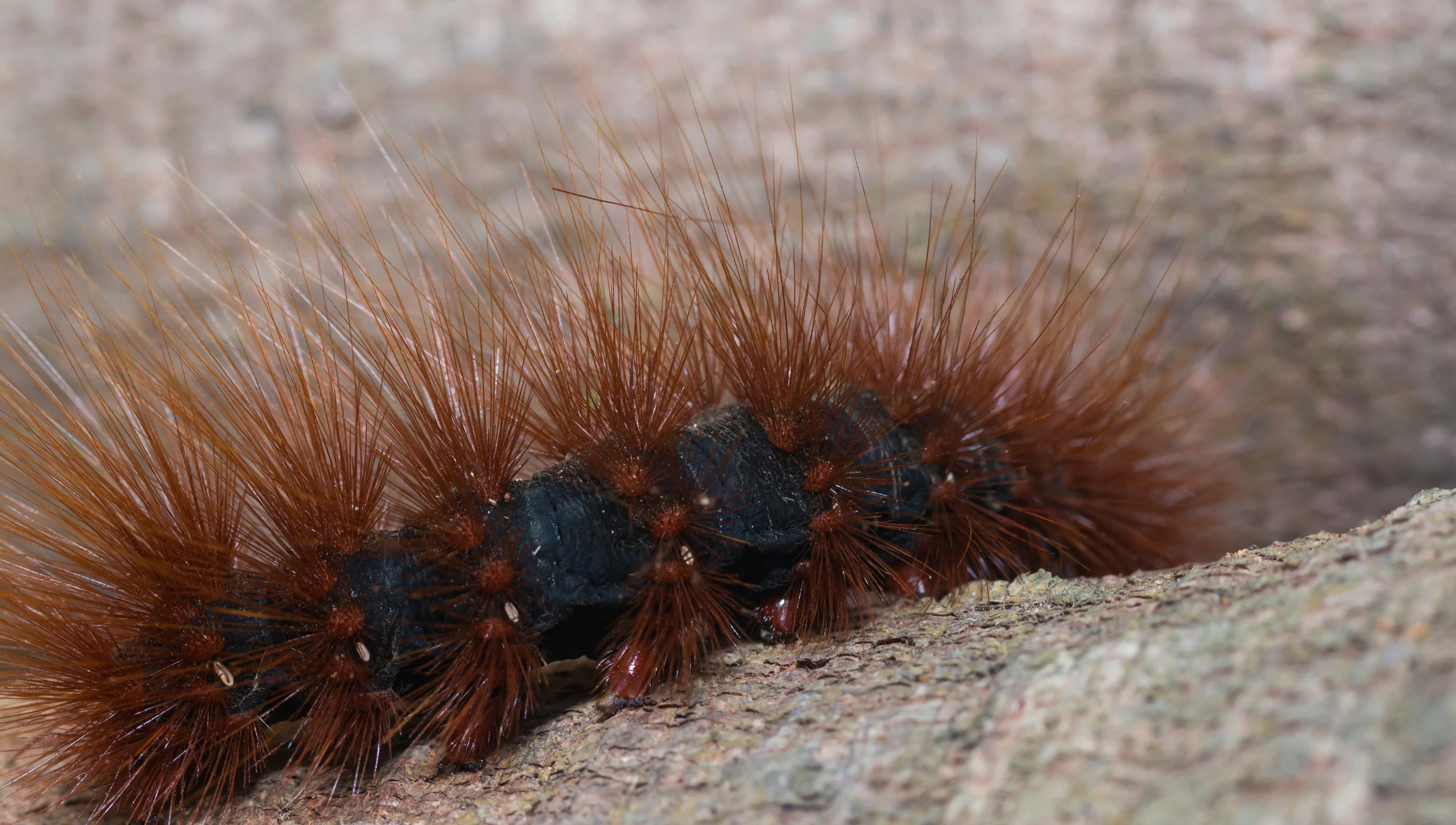 download pet woolly worm
