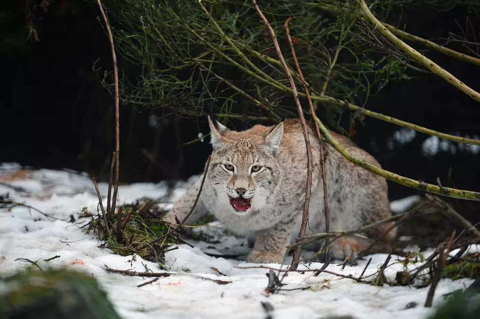 Two Lynx Howling At Each Other Perfectly Portrays Us Hangry
