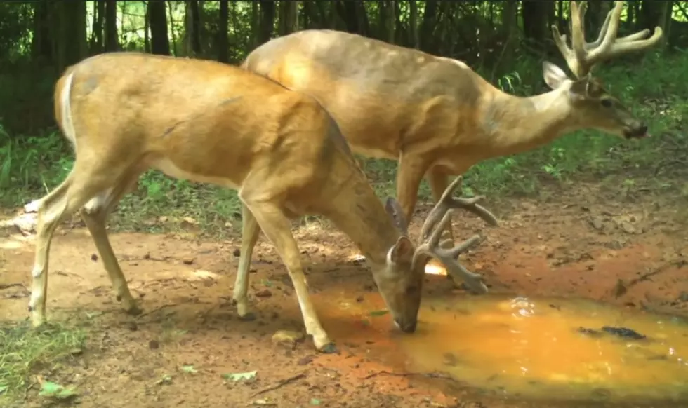 Deadly Deer Virus &#8216;EHD&#8217; Discovered in MN Deer