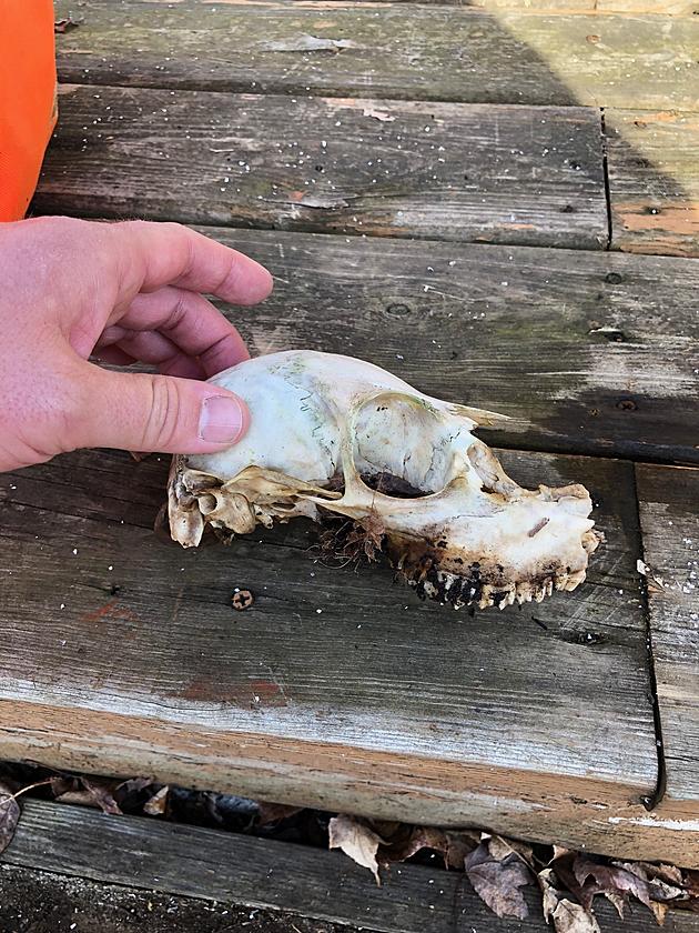 I Found A Skull In The Woods, Do You Know What It Is From?