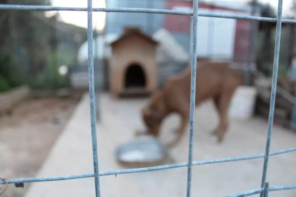 Box Of Puppies Found Abandoned In Frigid Cold In Scanlon