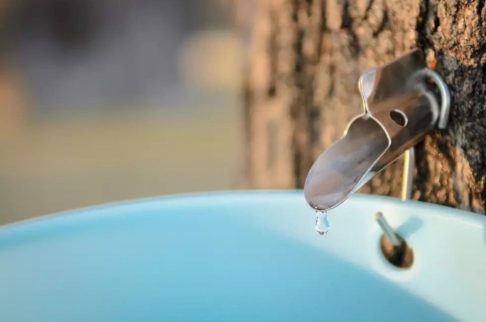 Learn To Make Maple Syrup in a Minnesota State Park