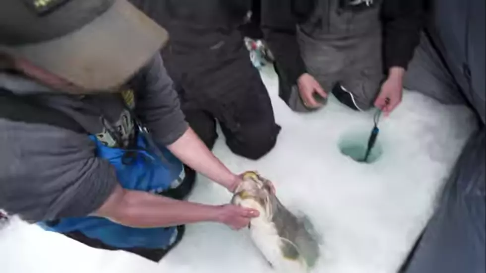 Check Out This Massive Lake Trout Caught on Lake Superior [VIDEO]