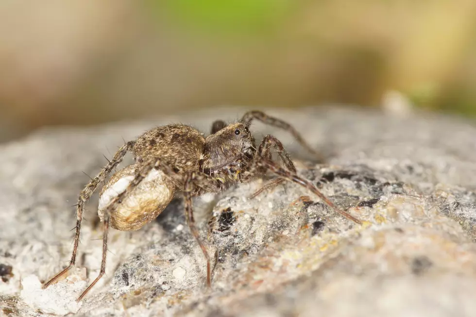 MnDOT: A Spider Causes Traffic Issues In Minnesota Thursday