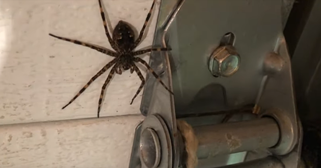 How Many Of You Have Seen A Wolf Spider in Minnesota? [VIDEO]