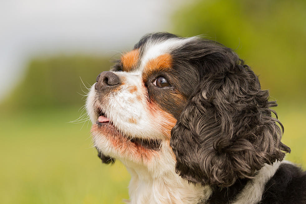 Mayo Clinic: Having A Dog Is Good For The Soul - Literally!