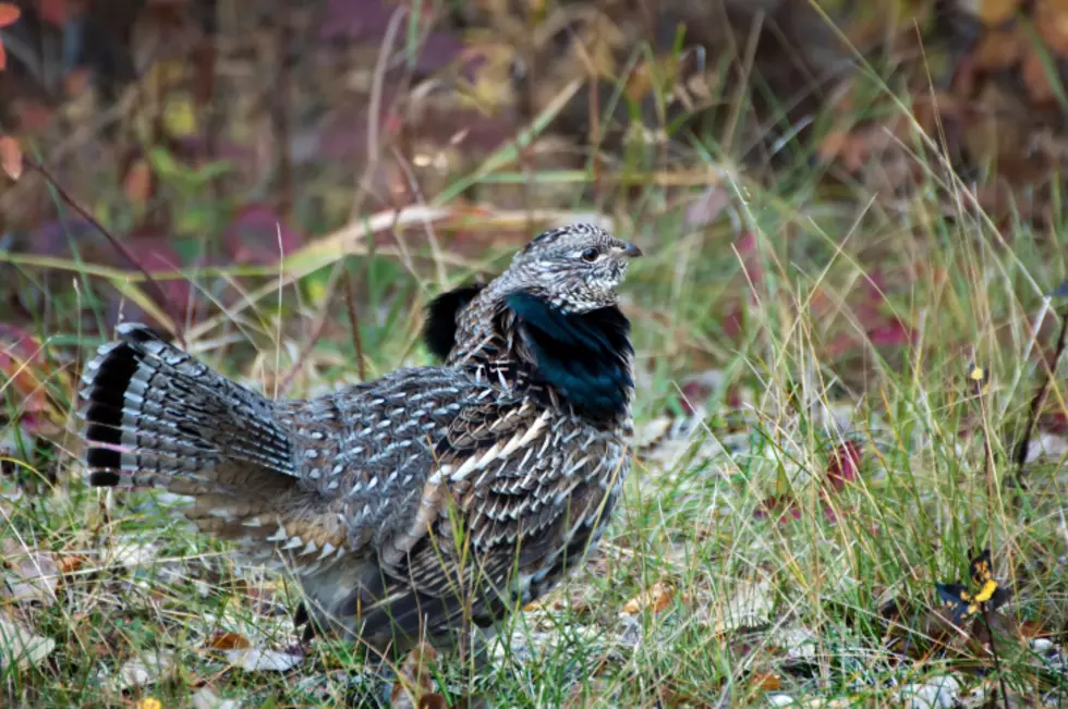 Deadly Mosquito Virus That Kept Michigan Indoors Found in Minnesota Grouse