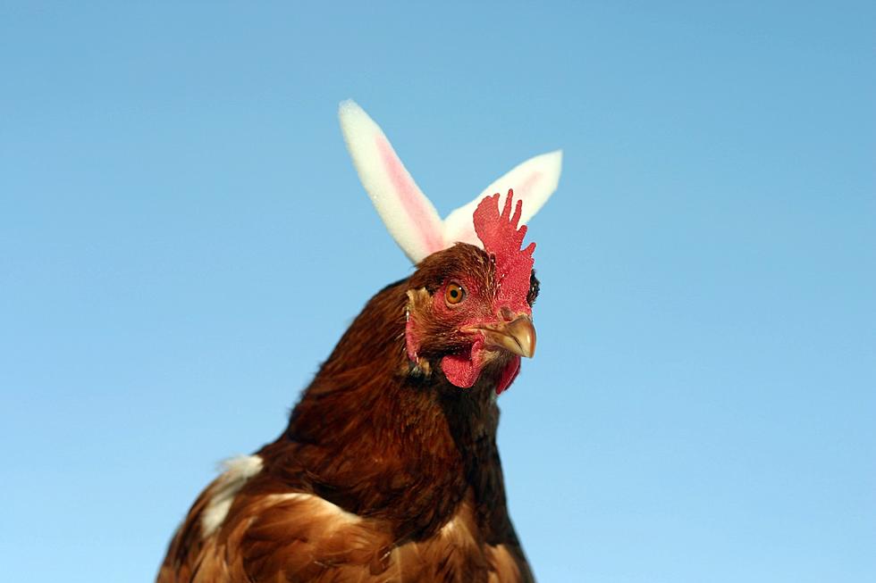 Wisconsin Man Arrested For Drunk Driving With Chicken On Shoulder