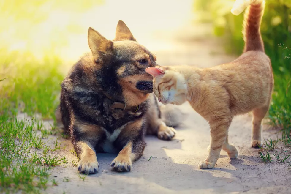 CDC: Cats And Dogs Should Be Social Distancing Like Humans