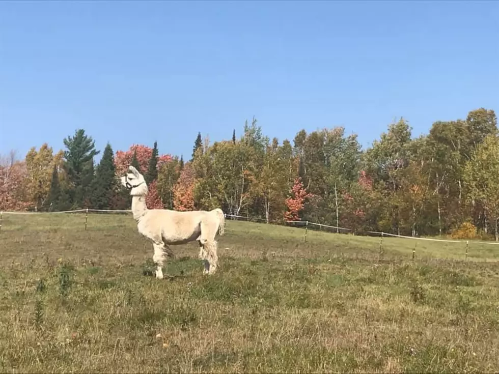 Help Us Find This Missing Llama In Rural Duluth