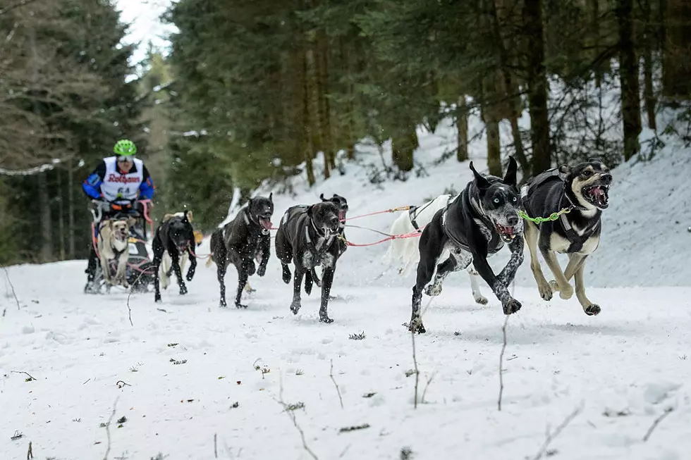 The Beargrease Race Will Happen This Year, But Without Spectators