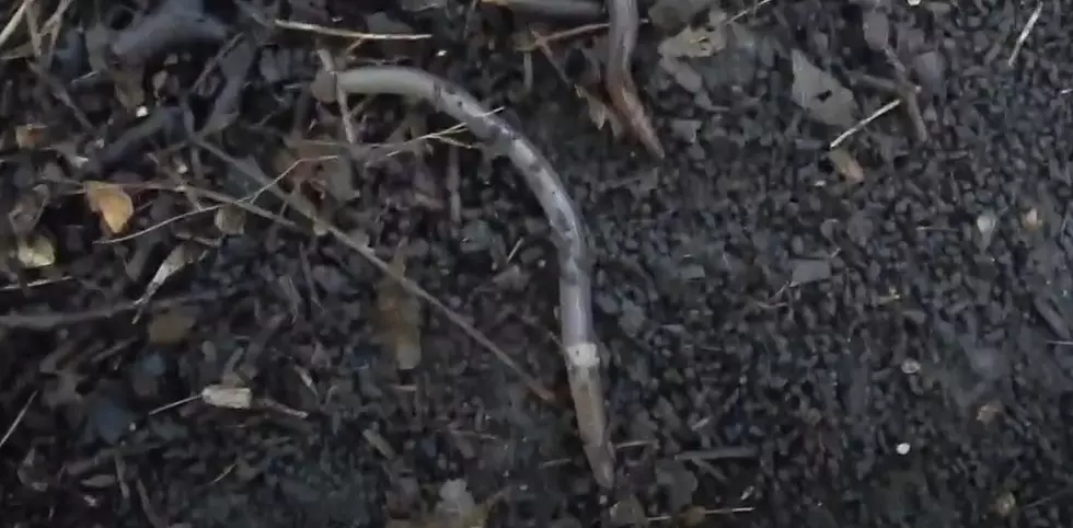 Minnesota DNR Says Beware Of Invasive Jumping Worms