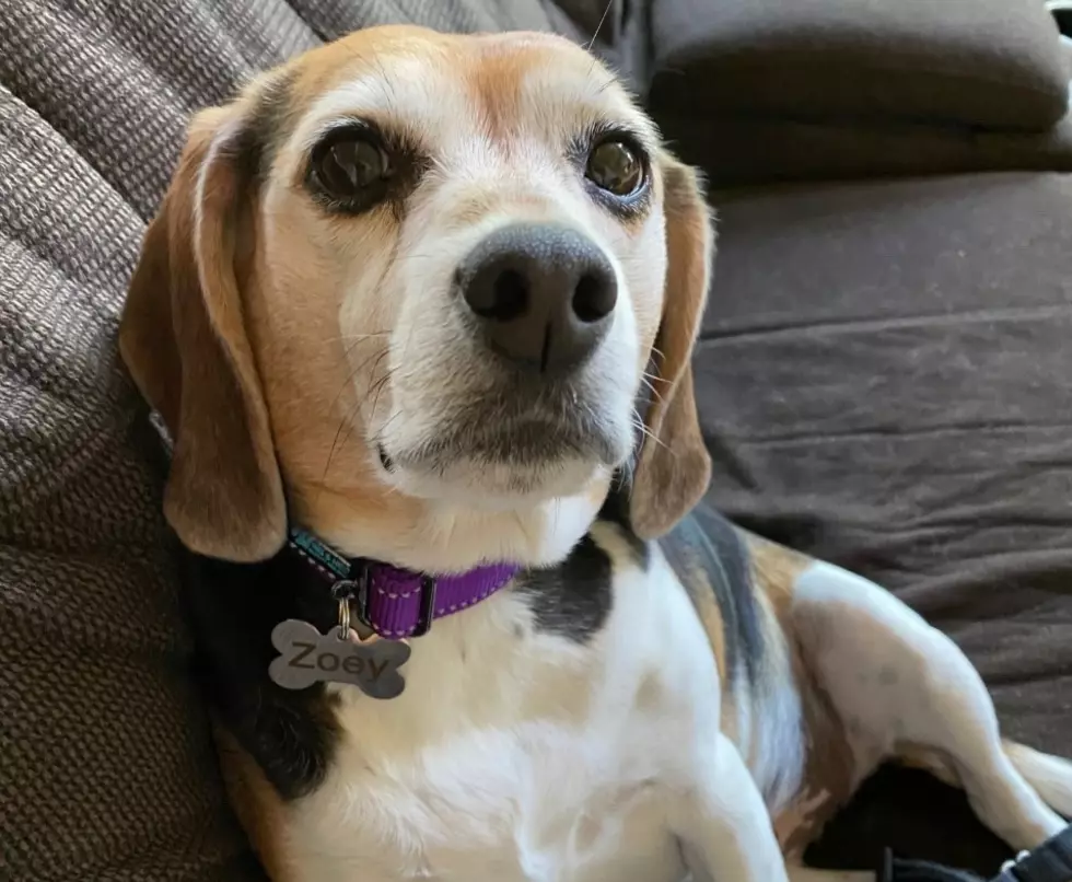 Be Careful Northland! 10 Holiday Foods That Could Harm Your Dog