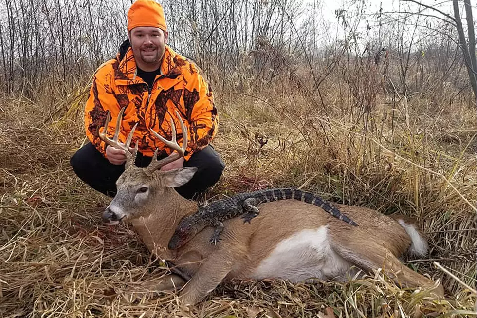 Deer Hunter Bags 10-Point Buck + 3-Foot Alligator in Minnesota