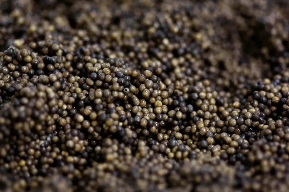 Wisconsin Sturgeon Biologist Charged In Illegal Caviar Bust
