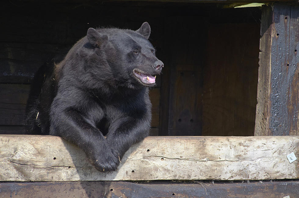 These Helpful Tips Will Help You Avoid Conflicts with Bears this Spring