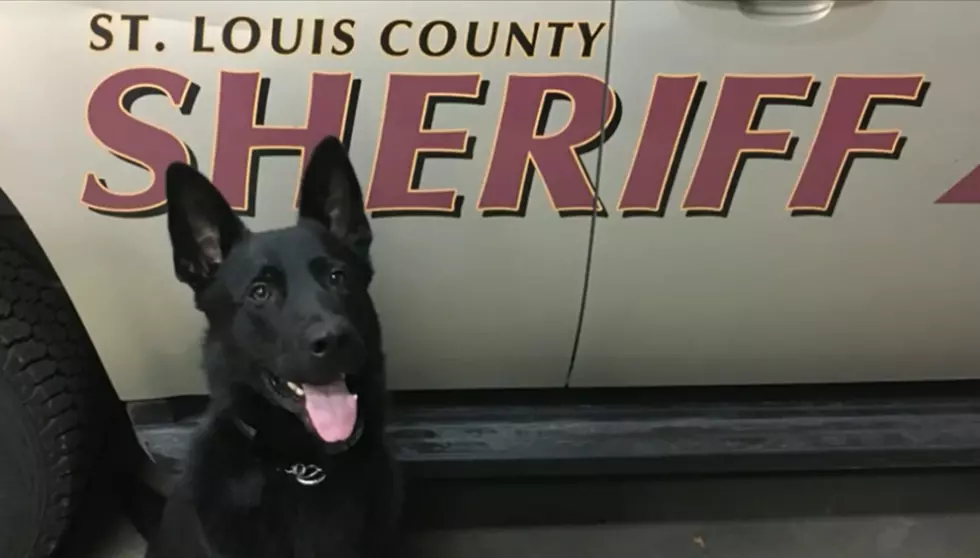 St. Louis County K9 Wesson Passes Away From Cancer