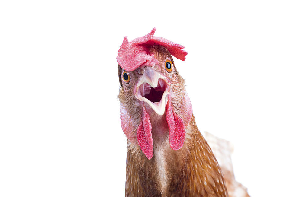 CDC: Don’t Kiss and Snuggle Your Chicken!