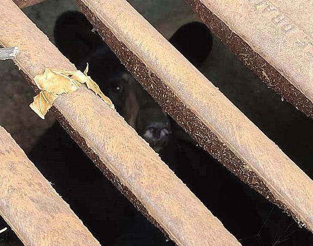 Only In Minnesota: A Bear Was Stuck In A Sewer