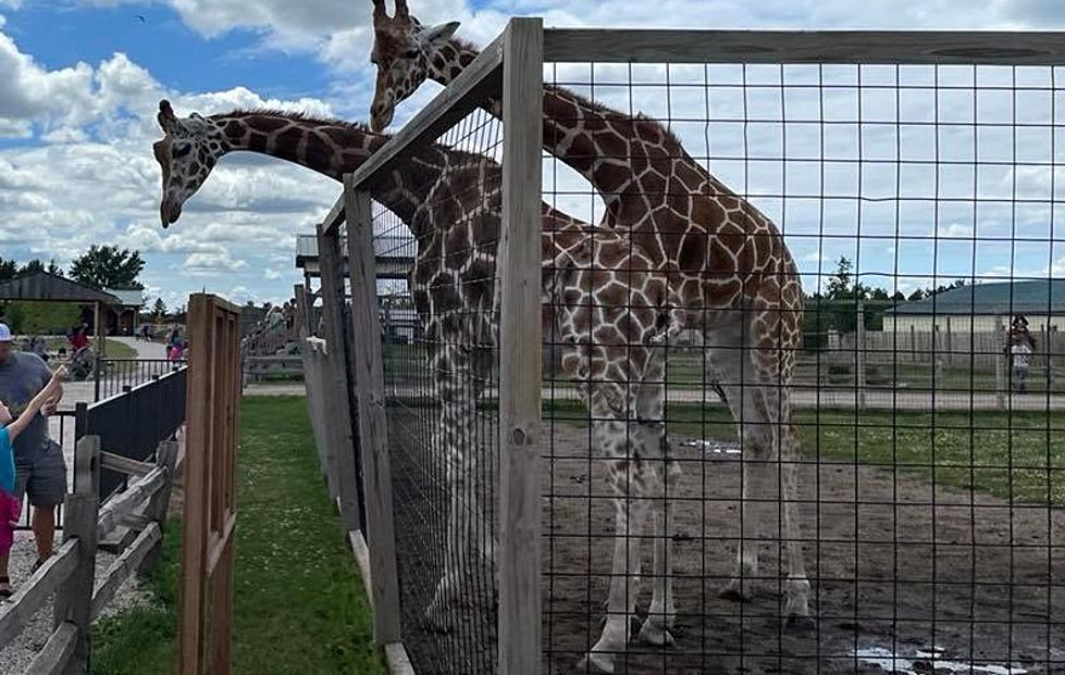There&#8217;s A Place You Can Feed Giraffes 2 Hours Away From Duluth