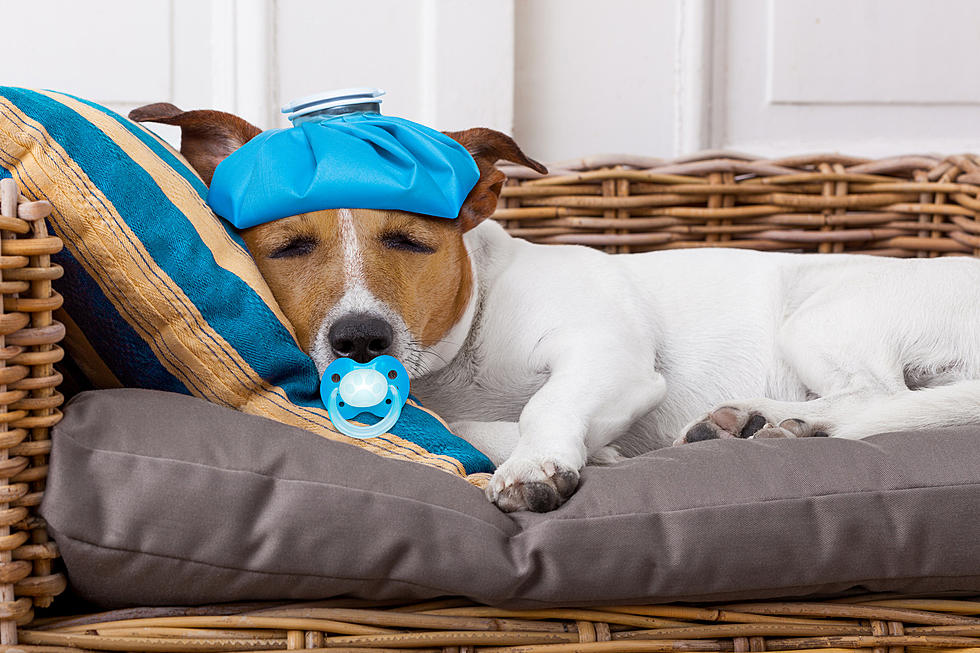 Can Your Dog Have Seasonal Allergies? Yep, And It&#8217;s Bad This Year