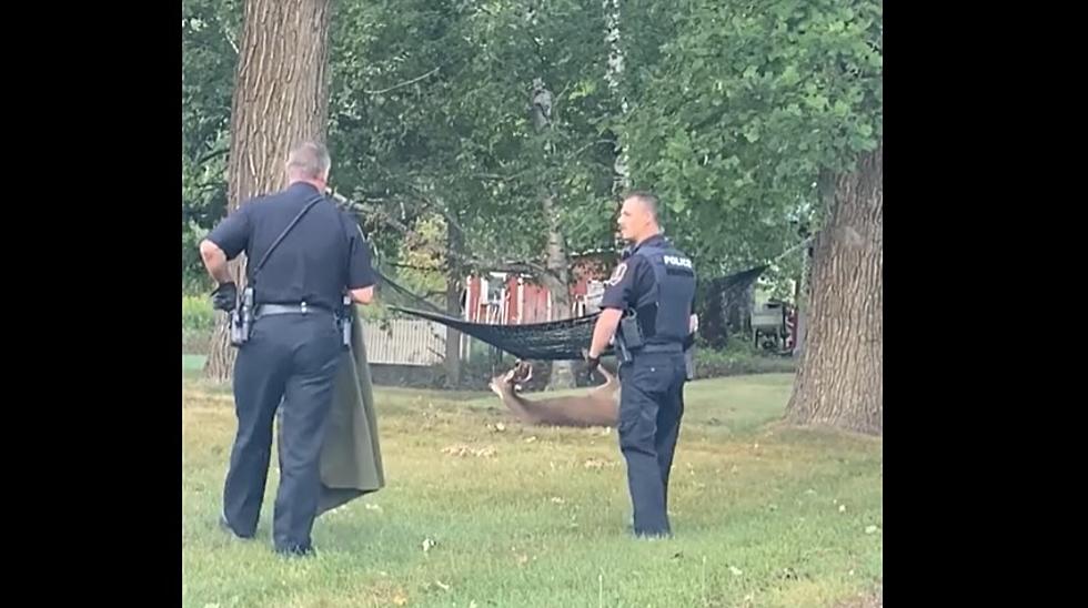 Watch Grand Rapids Minnesota Police Free A Buck Stuck In Hammock