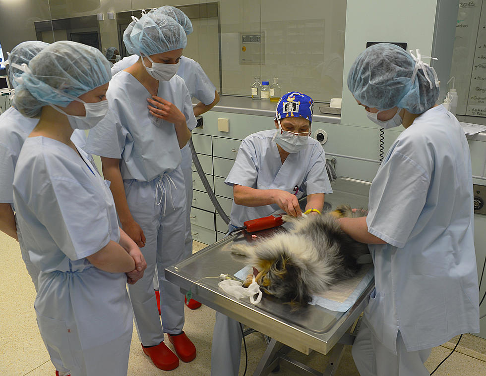 Northland Animal Clinics Overwhelmed By Pandemic Adoption Surge