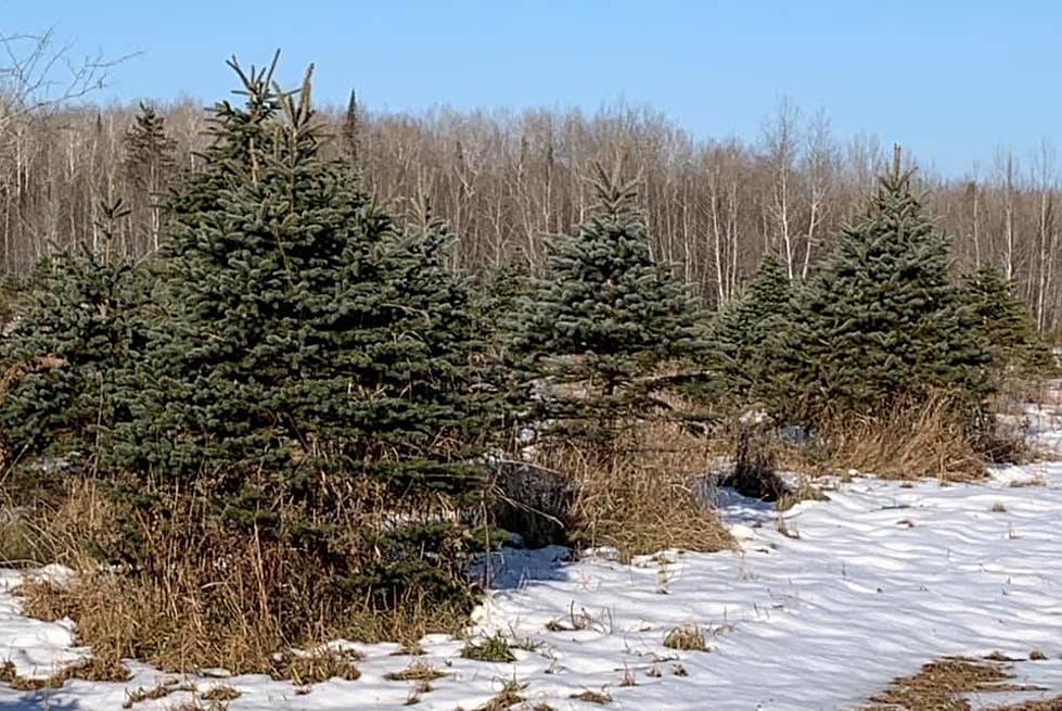 Need A Tree? Cut One Down In Wrenshall For A Good Cause