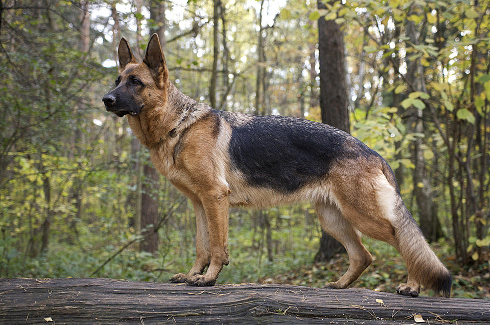 Northland Family’s Dog Was Murdered, Reward Offered For Evidence & Answers