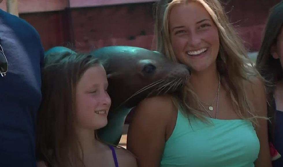 Get Your Photo Taken With A Sea Lion This Weekend In Duluth