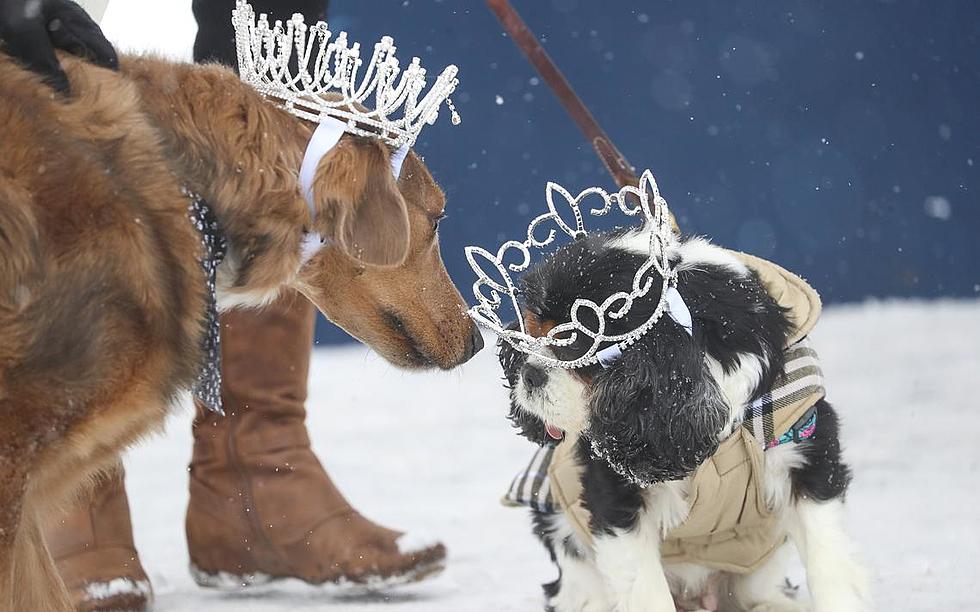 Your Dog Or Cat Could Be Crowned Lake Superior Royalty