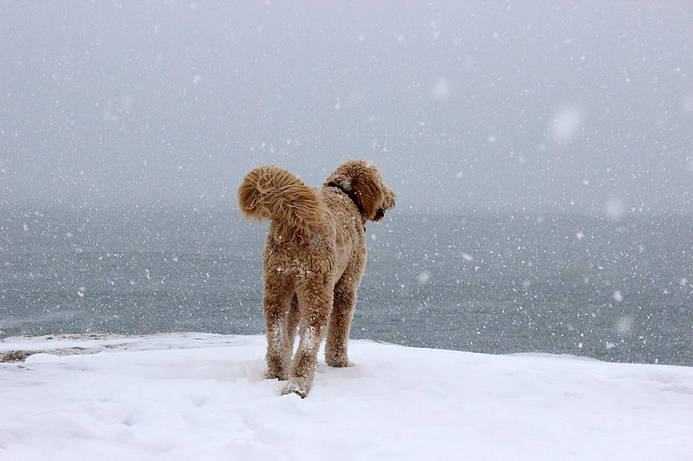 Your Dog Or Cat Could Be Crowned Lake Superior Royalty