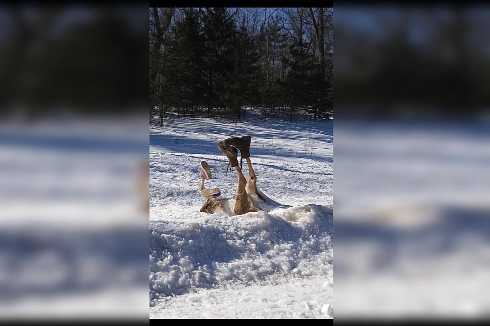 Somebody Put Boots &#038; Shoes On A Dead Deer South of Superior