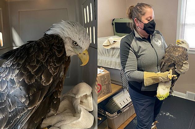 You&#8217;ll Never Believe How Old This Bald Eagle Is That Was Rescued In Duluth