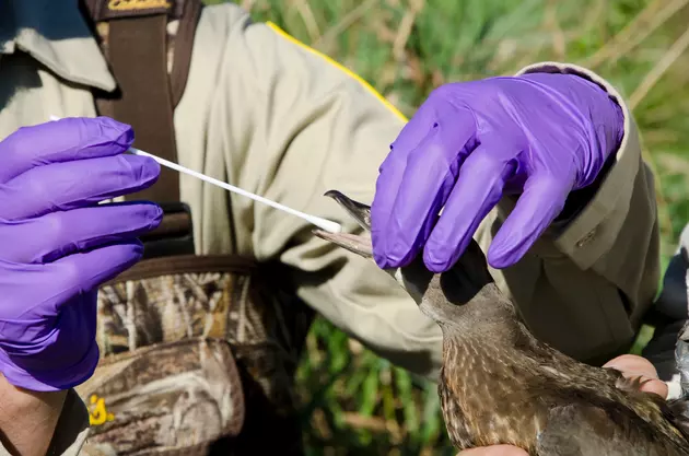 Minnesota DNR: Watch Out For These Signs Of Avian Influenza In Wild Birds