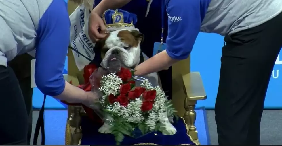 Bulldog From Minnesota Crowned King of 2022 Drake Relays Contest