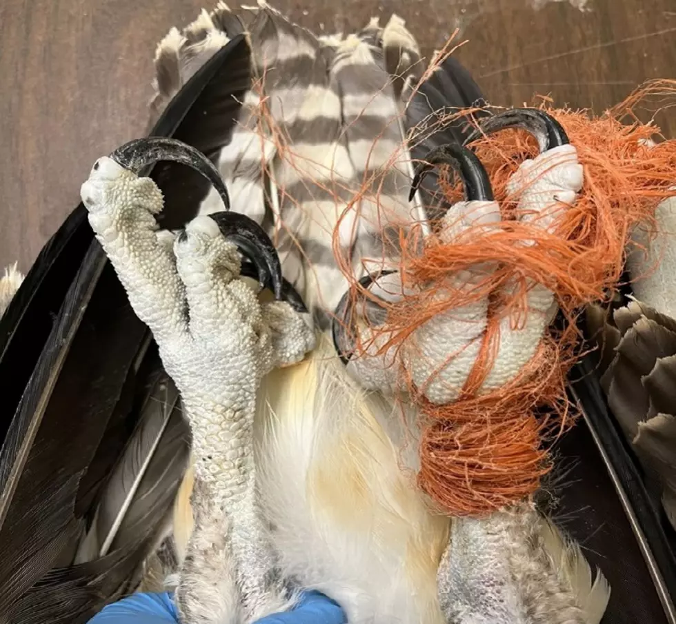 Minnesota Raptor Center Shares How Rope, Twine + Fishing Line Kills Birds