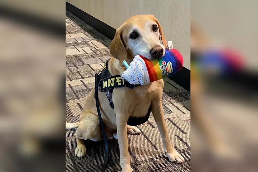 MSP Airport Passenger Screening Pup Wins Cutest Canine Contest