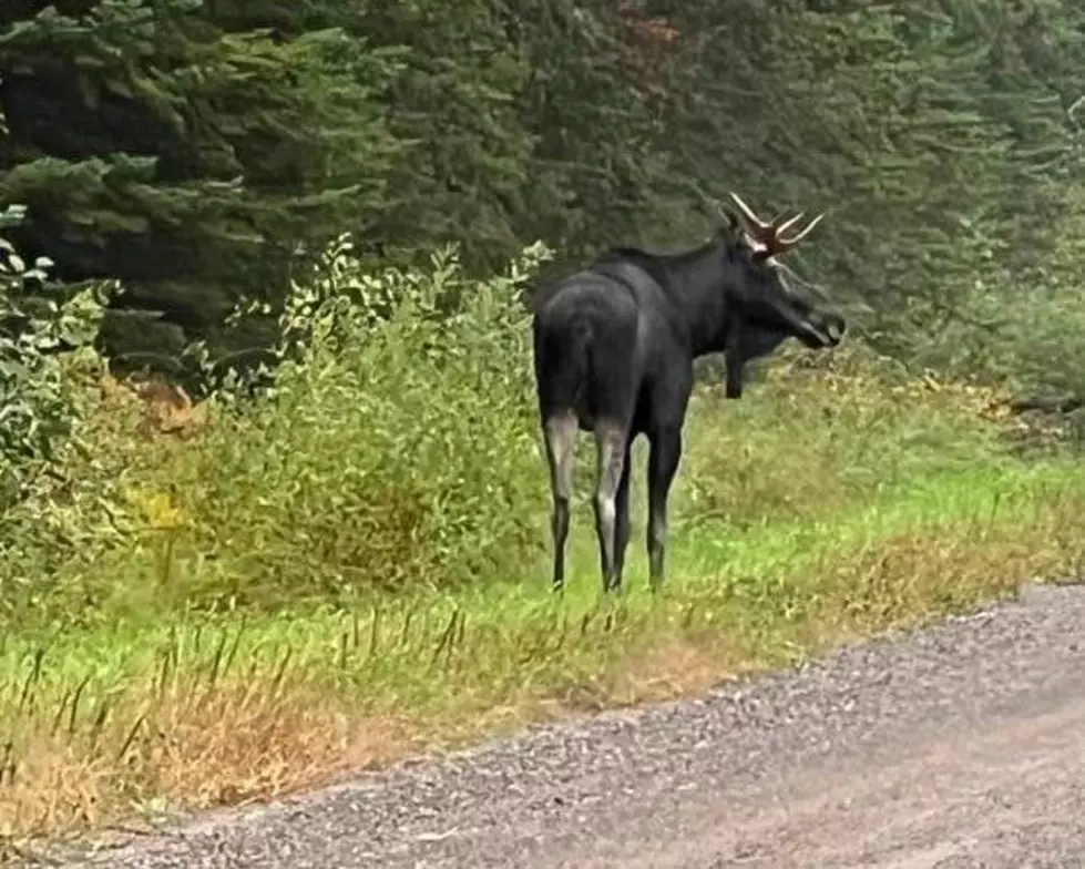 Moose Encounter Caught On Video Near Cotton, Minnesota