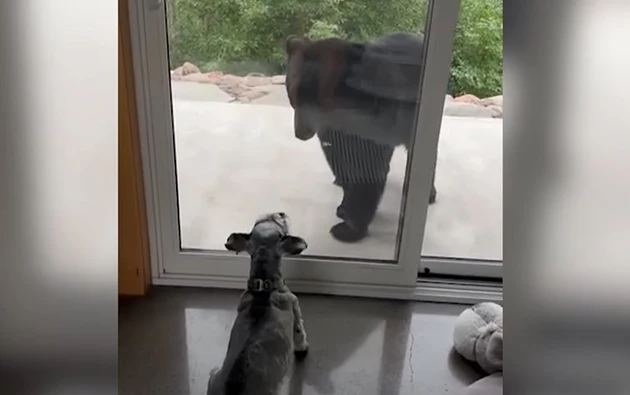 Video Of Duluth Schnauzer Goes Viral After It Defends Home From Black Bear