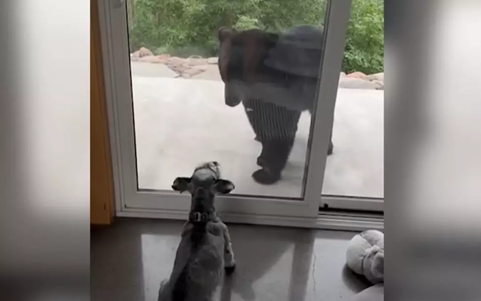 Video Of Schnauzer Defending its Minnesota Home From Bear Goes Viral