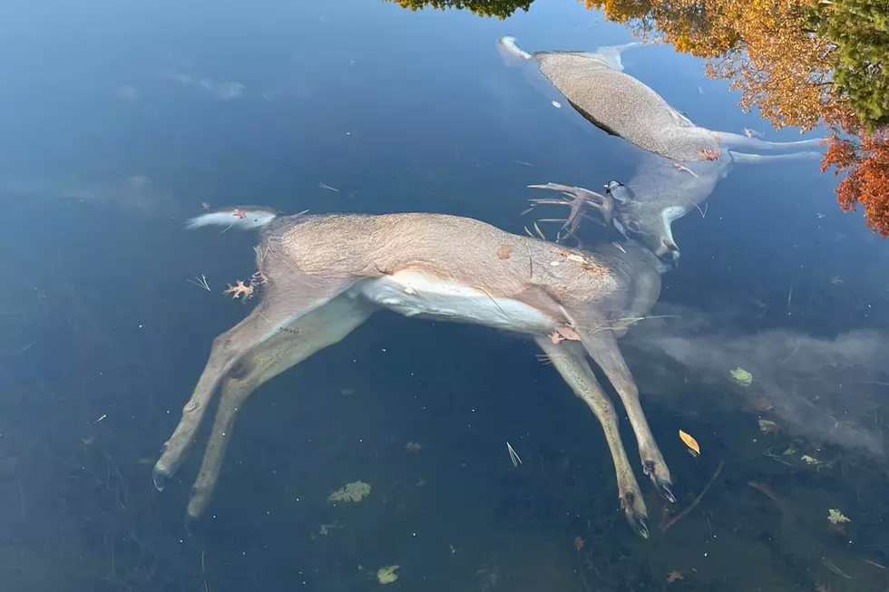 Two Bucks Found Floating Dead In Minnesota Lake With Locked Antlers