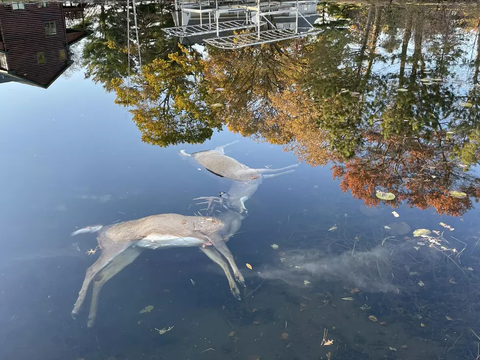 Two Bucks Found Floating Dead In Minnesota Lake With Locked Antlers