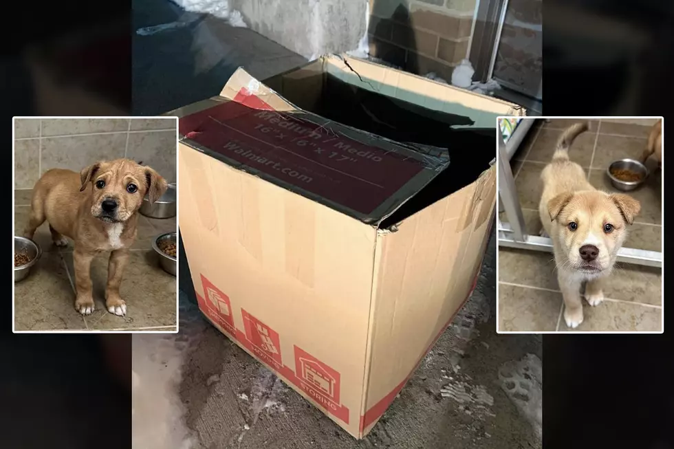 Puppies Left To Die In A Box On The Side Of A Minnesota Highway, Here’s How To Help